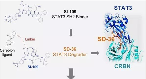 结构优化得到的SH2结合分子SI-109与CRBN结合，得到SD-36