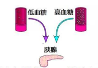 葡萄糖激酶(GK)与血糖稳态：糖尿病治疗靶点解析