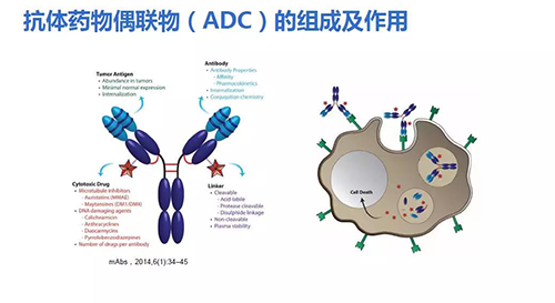 抗体药物耦联物（ADC）的组成及作用