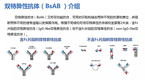 双特异性抗体（BsAB）介绍