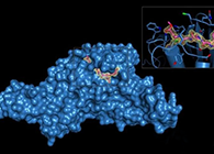 Science重磅！一种“分子剪刀”如何成为COVID-19药物的重要靶标？
