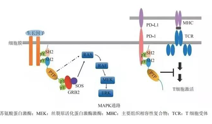 晚期恶性肿瘤患者的福音！K8官网助力凌达生物SHP2变构抑制剂RG001片获批临床