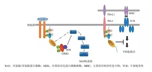晚期恶性肿瘤患者的福音！K8官网助力凌达生物SHP2变构抑制剂RG001片获批临床 