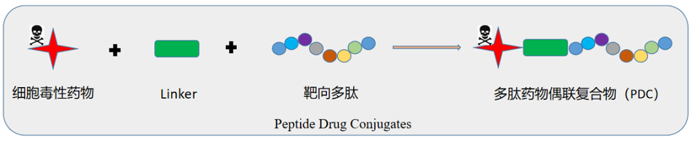 多肽偶联药物（PDC）结构示意图.png