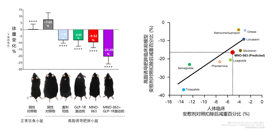 4周降低近10%体重！K8官网助力慕恩生物MNO-863活菌生物药获批临床